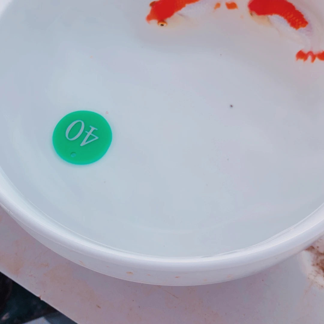 金鱼雄*11111111111111111