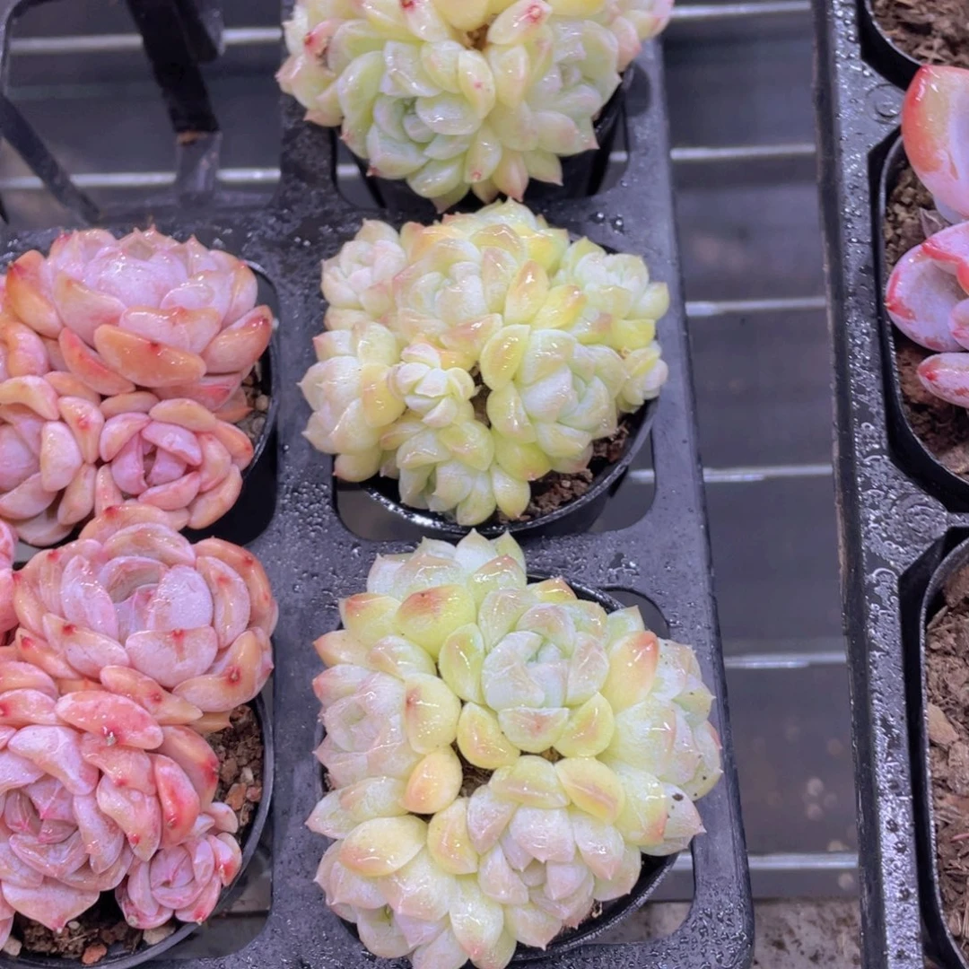 538号 六头起精品白桃汽水群一个