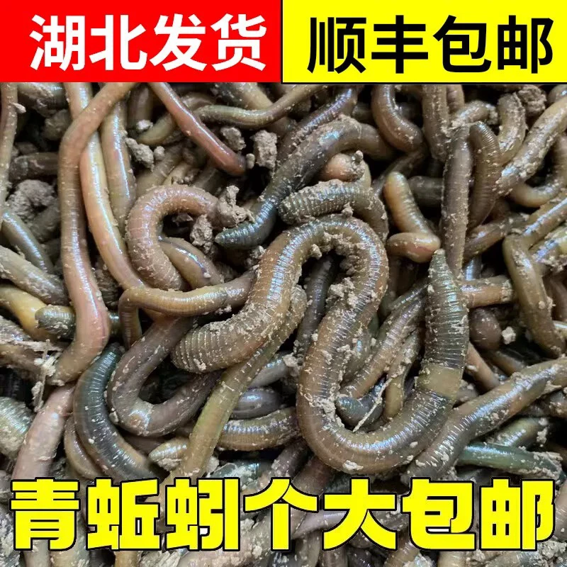 鲜活特大号青蚯蚓黑蚯蚓活体钓黄鳝钓鱼活饵