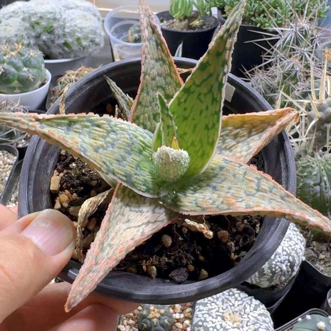 347圣诞芦荟脱土发货