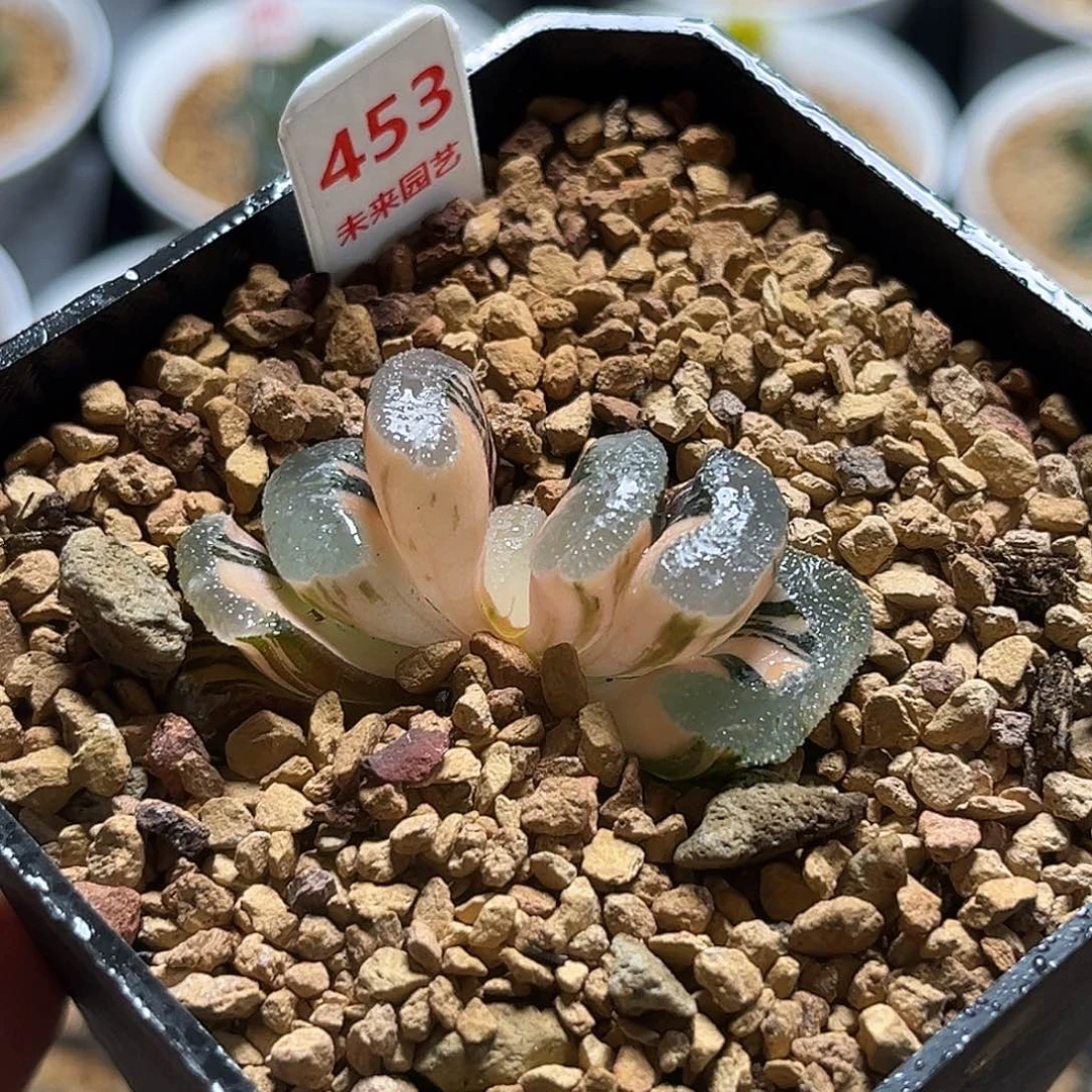 453浮躁玉扇锦福利