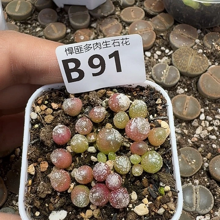 91多肉植物多肉植物
