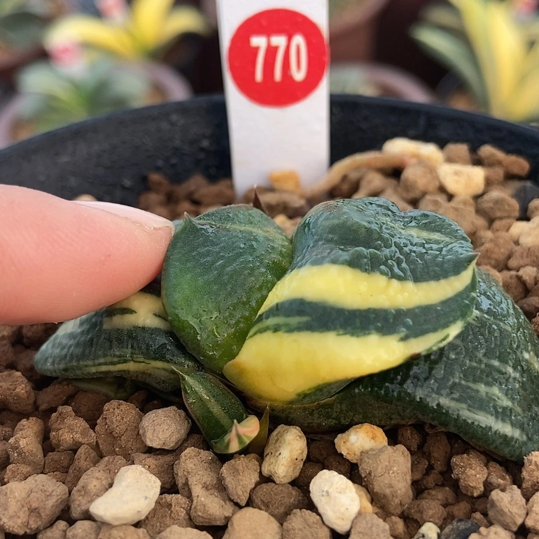 漠***杨770卧牛锦大胸肌带盆发货