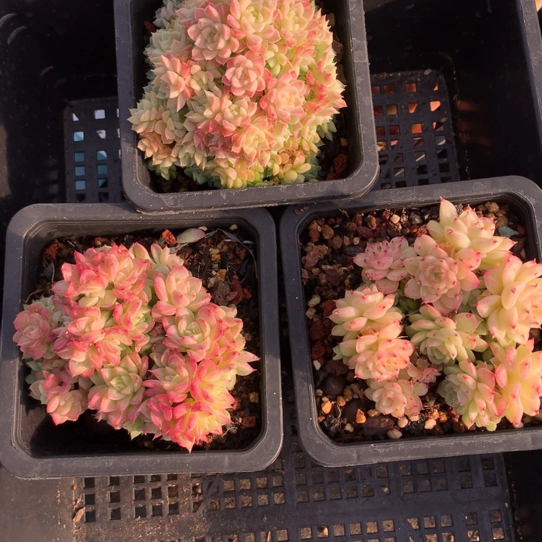 1213-128 麦秆套餐