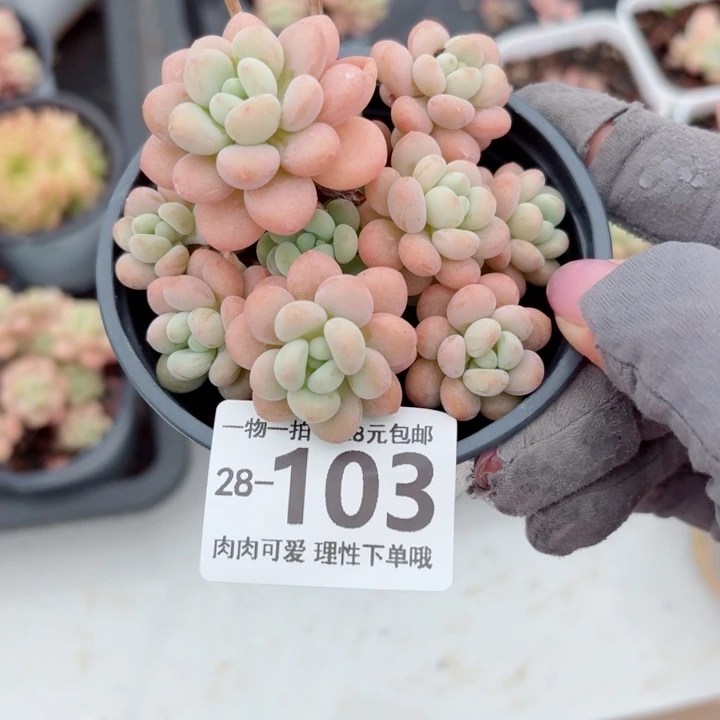 洛可可多肉无盆土发货