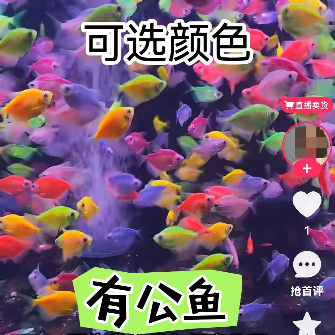 天使鱼红蓝绿紫粉黄观赏鱼七彩鱼小型热带鱼天使鱼大号七彩神仙鱼