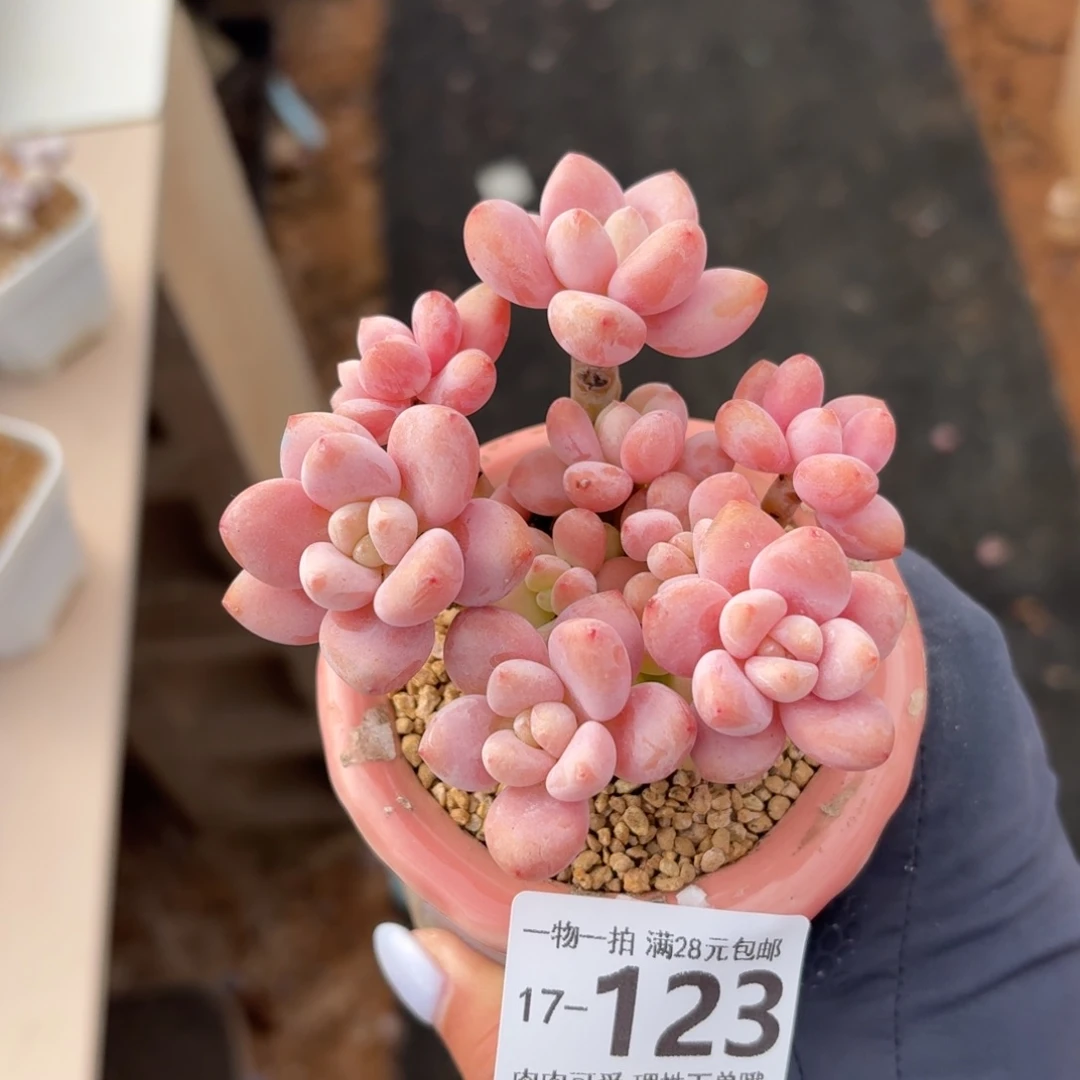 樱花洛神无盆土发货无盆