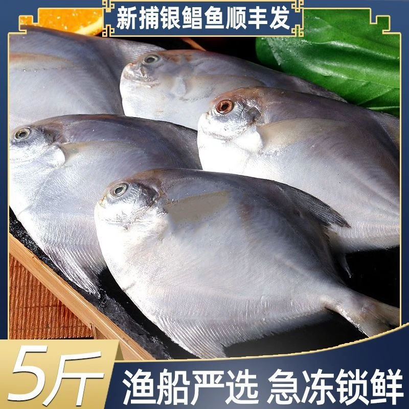 【5斤装】新鲜速冻银鲳鱼刺少肉嫩肉质紧实顺丰冷链发货Z