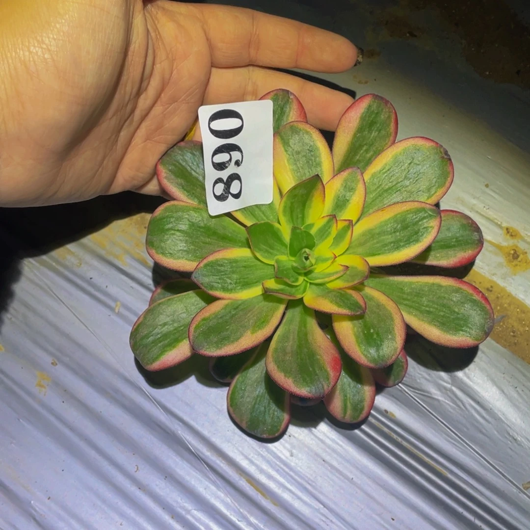 890纳福多肉植物提取