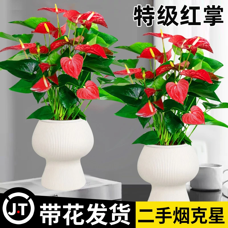 水培红掌盆栽带花鸿运当头一帆风顺净化空气花卉绿植物室内好养活