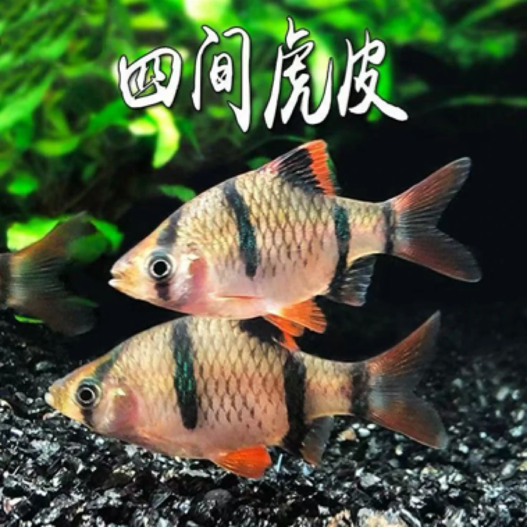 新手好养荧光绿虎皮热带小型活体观赏宠物鱼耐活群游