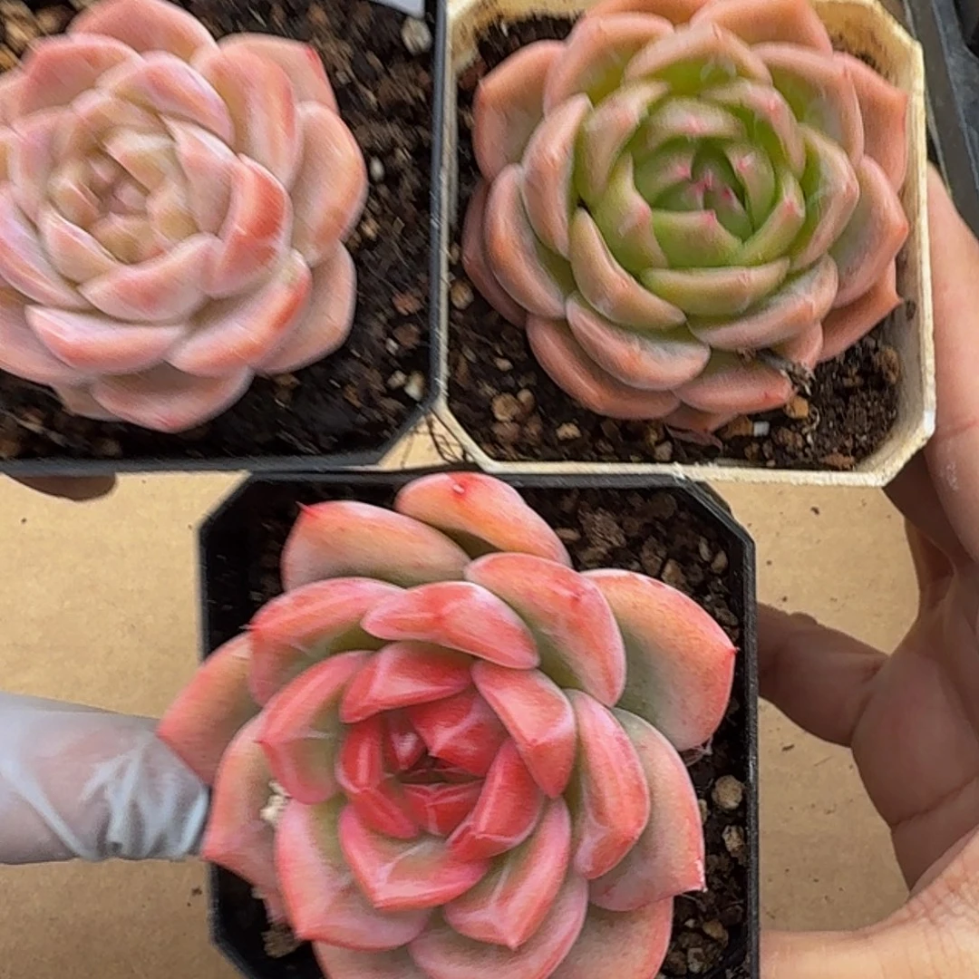 1030-87三颗多肉-珍妮