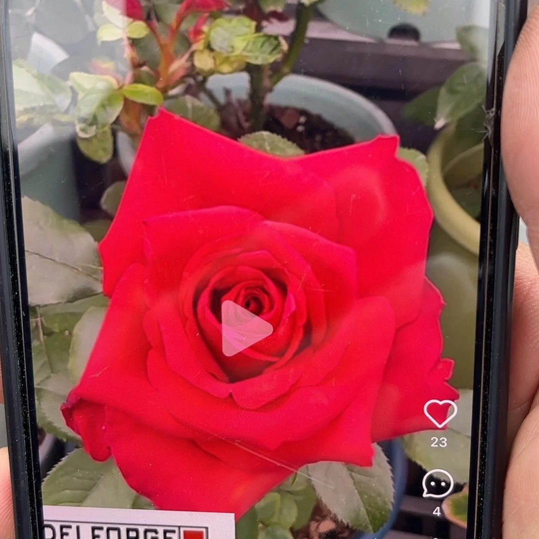 无花朵——-阿尔塔米拉 福利款