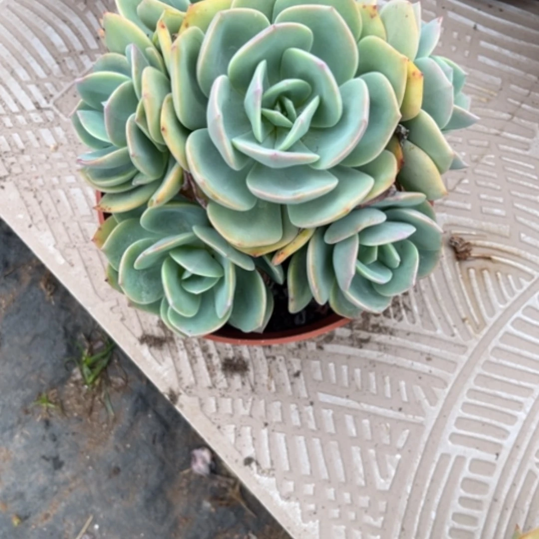 【闪购商品】炎*白凤