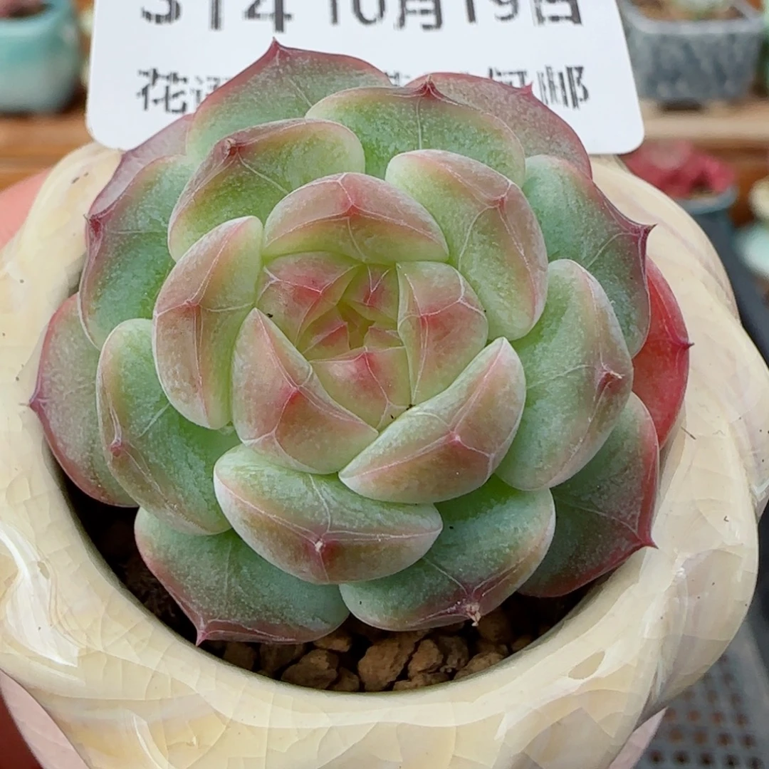 花语逸镜1019-214带盆土