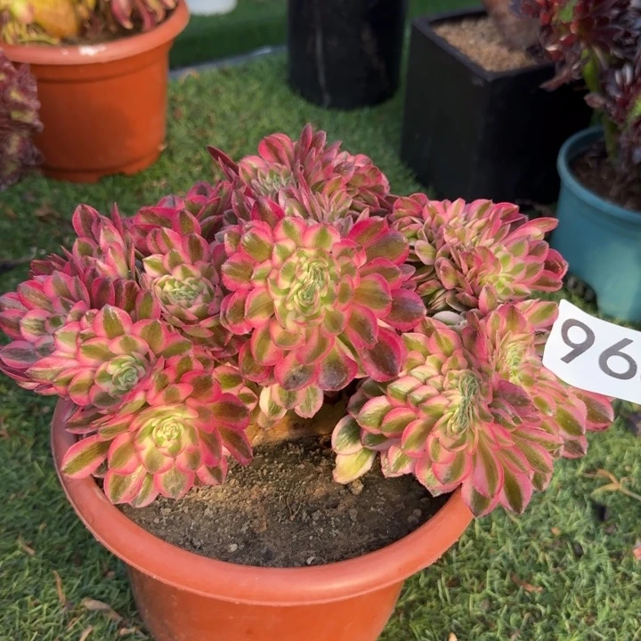 倾城缀化朵朵缀化968
