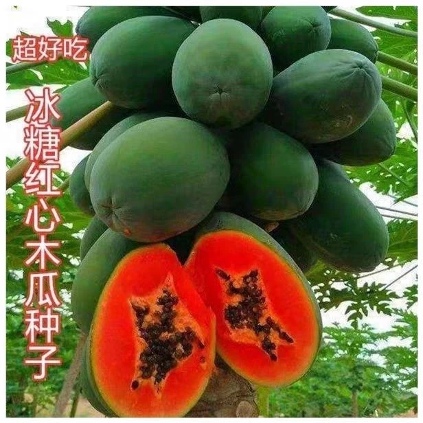 爆品小店新上新上新种上新推荐冰糖木瓜种子红心木瓜种籽长木瓜苗