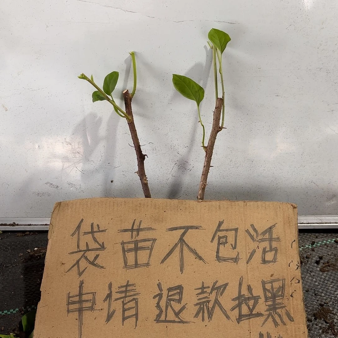 山***边无花朵袋苗盲盒两颗