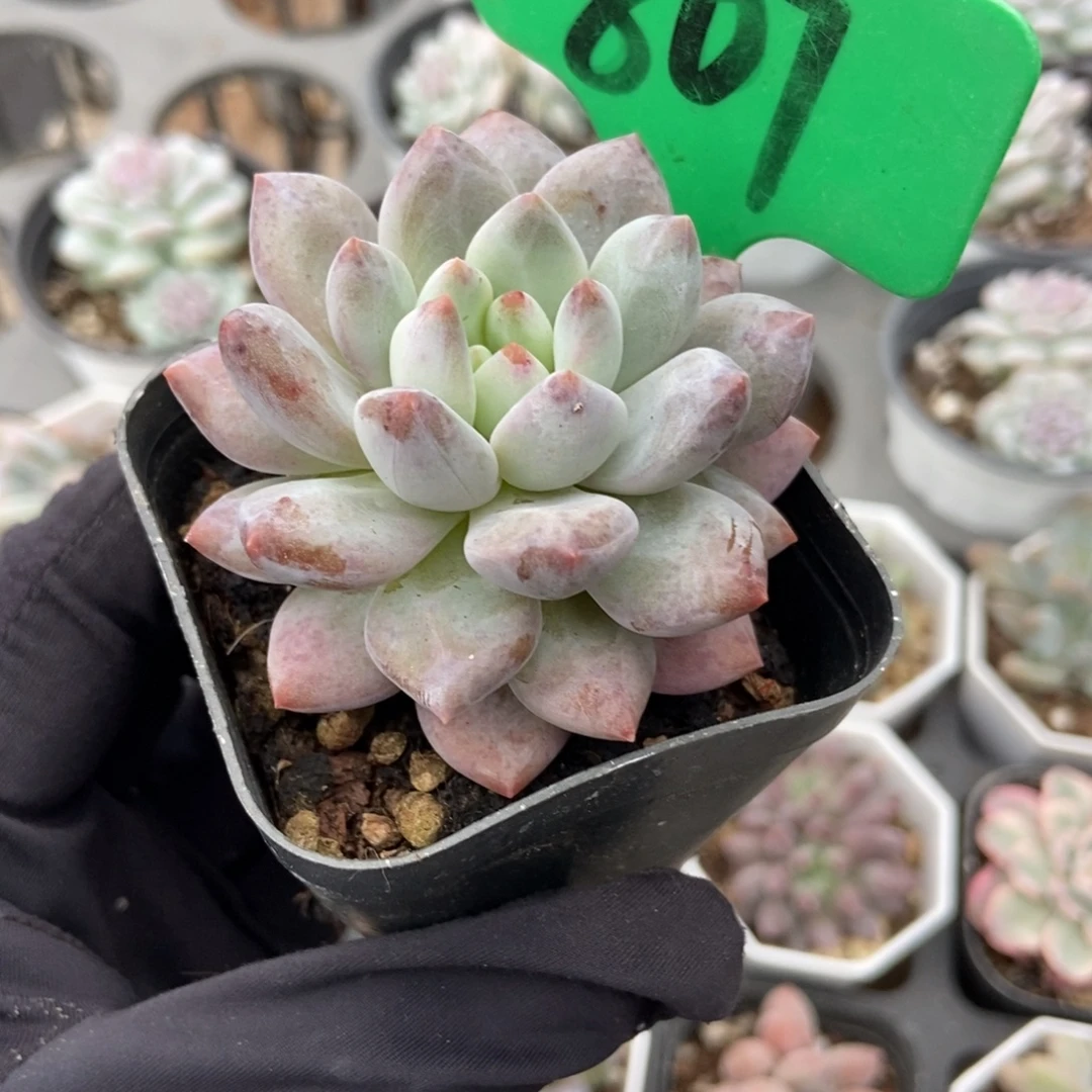 807姬天使多肉植物