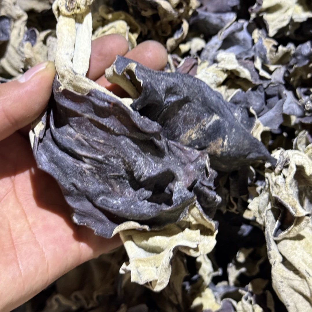 【纯臻山品】黑木耳凉拌炒菜云南高山优质山货农产品