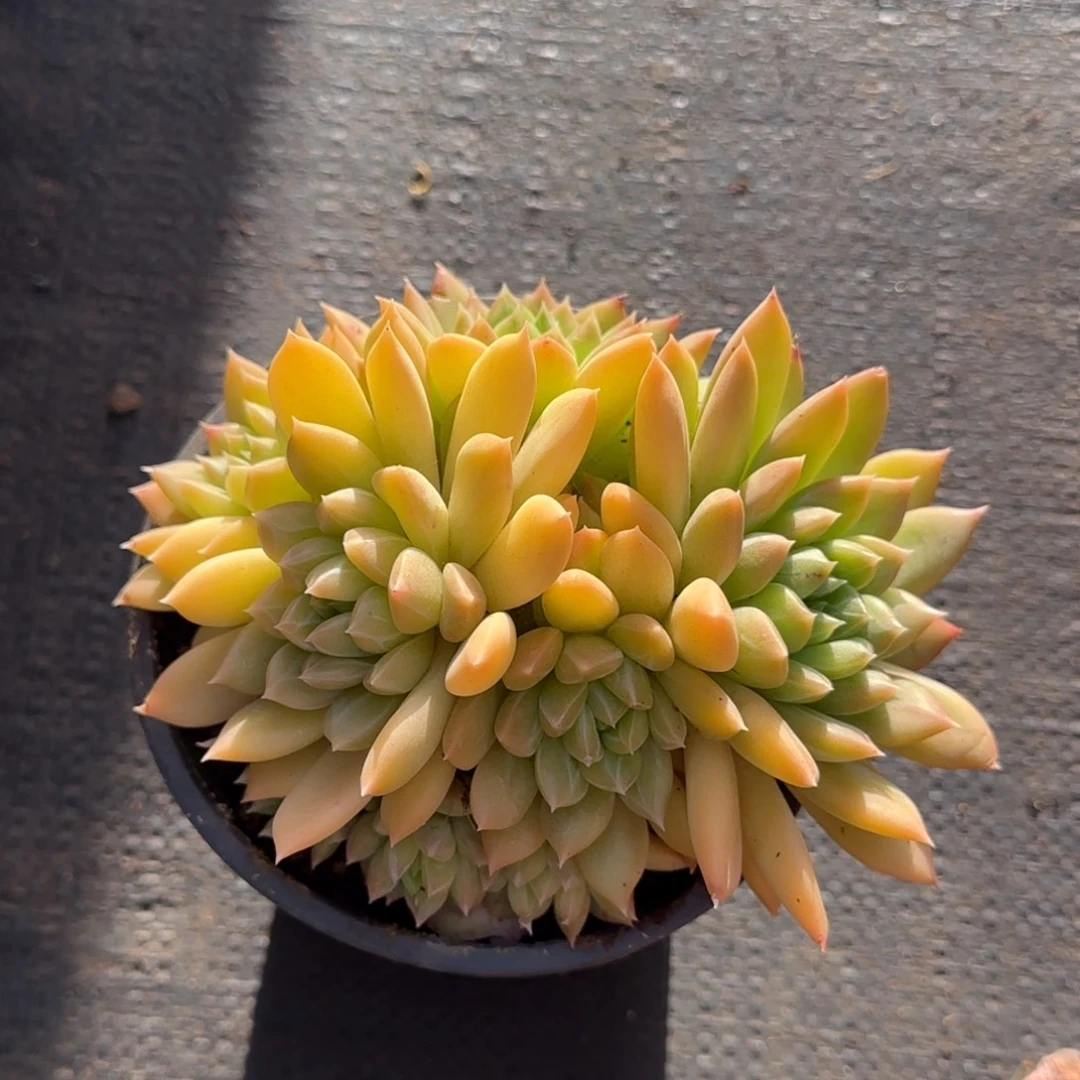 嵐***嵐多肉植物多肉植物