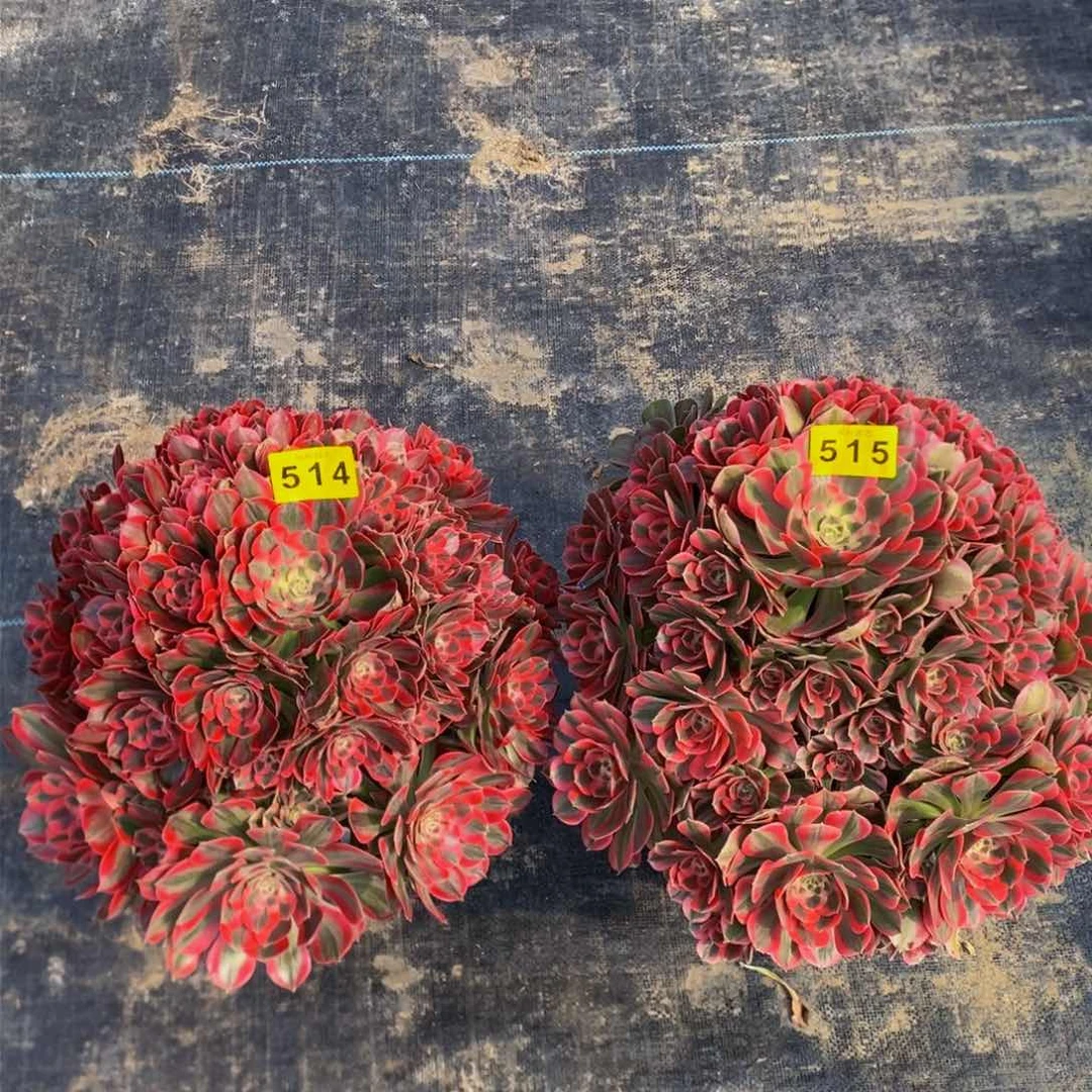 ?**?多肉514、515粉女郎