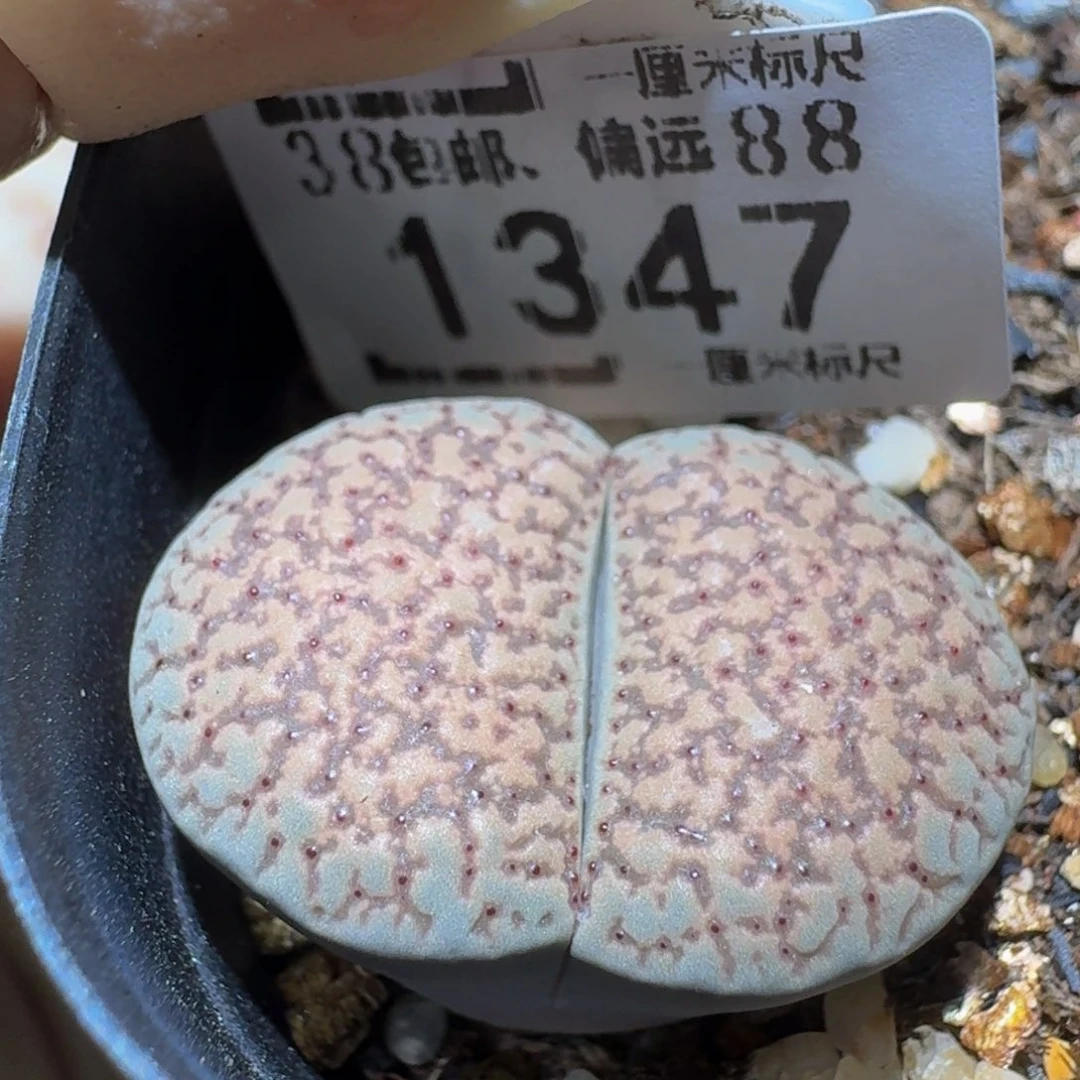 Ssss精品生石花1347大
