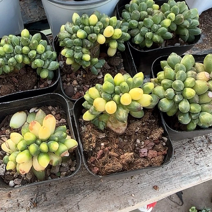 六*青蛙王子儿童牙膏111