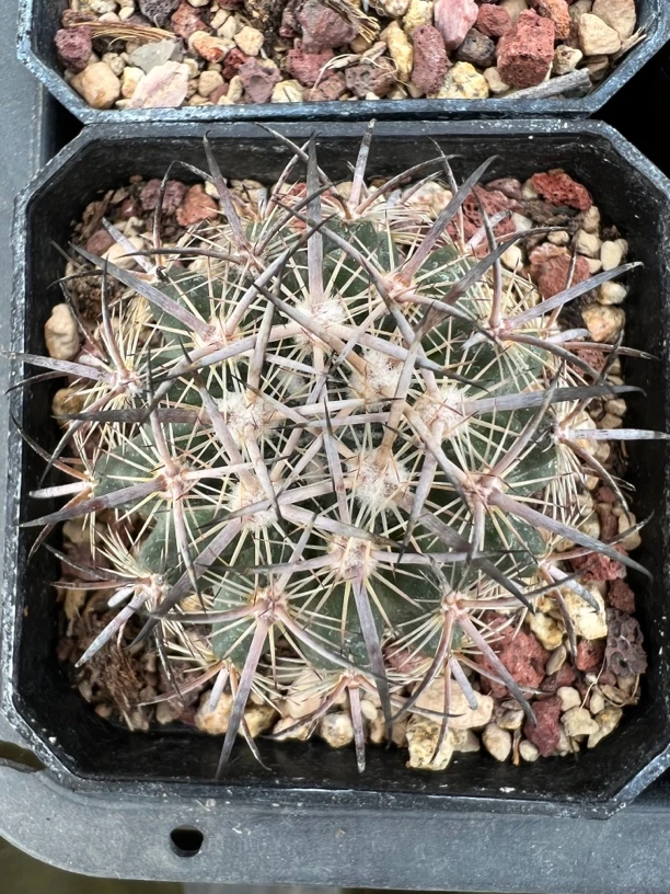 虎爪玉，仙人球实生，不含刺直径3到4厘米