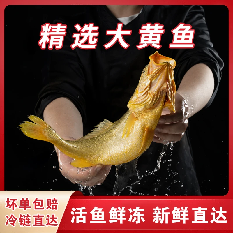 【自家渔船捕捞】东海半野生生态大黄鱼鲜活捕捞不鲜包赔冷链直达