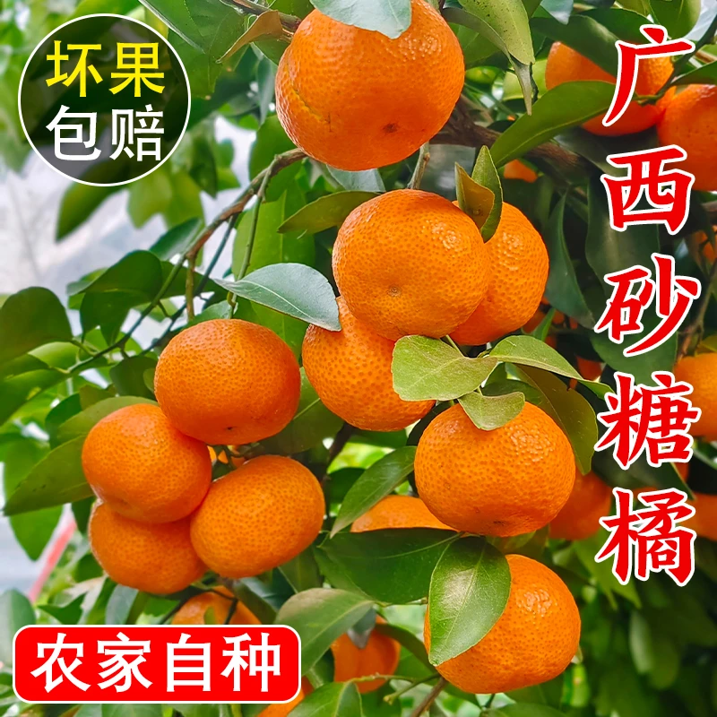 【现摘】新鲜砂糖橘小桔子正宗广西沙糖桔包邮自家果园种植新鲜多汁