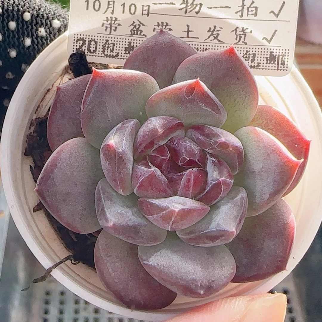 多肉1010--81琥珀天使珍妮
