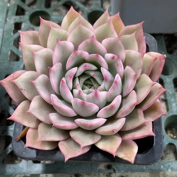 粉爱丽卡锦一物一拍