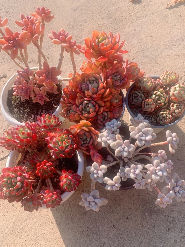 秋丽 芬达 蓝苹果 艾伦 娜娜小勾 五合一