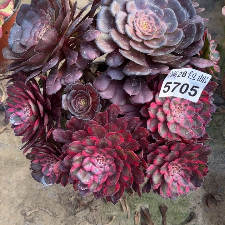 5705紫霞多肉植物