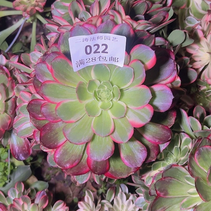 心**边022黑魔锦多肉无根