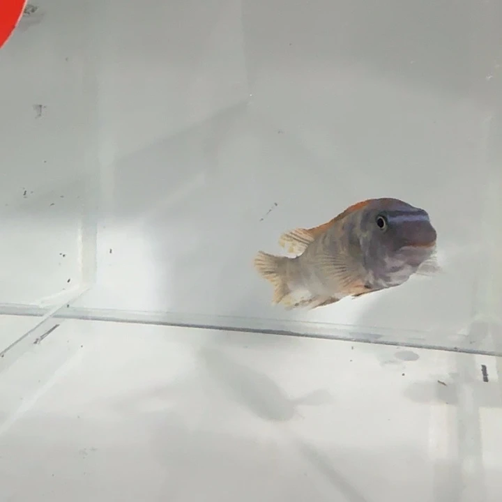 海水258号松比西OB