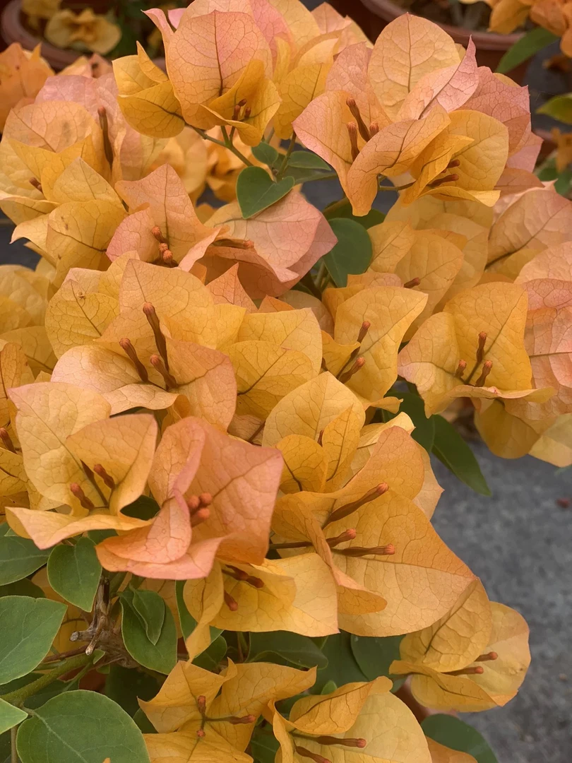 【新疆包邮】金色光辉三角梅开花阳台庭院