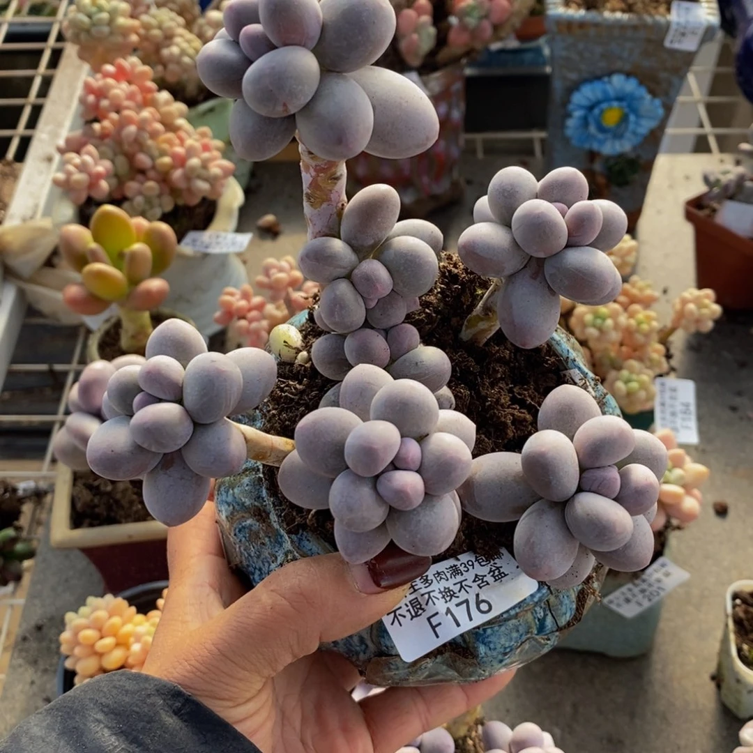 香水手指176/10c m