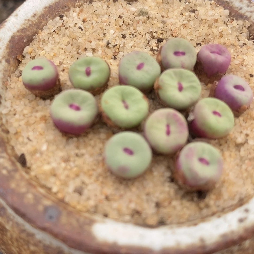 2111SE小红嘴一颗