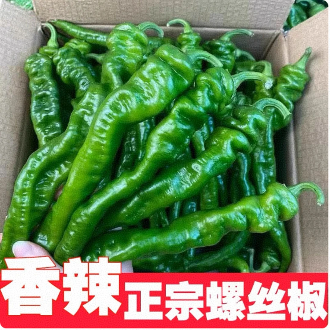 螺丝椒新鲜现摘青椒山东农家自种时令蔬菜