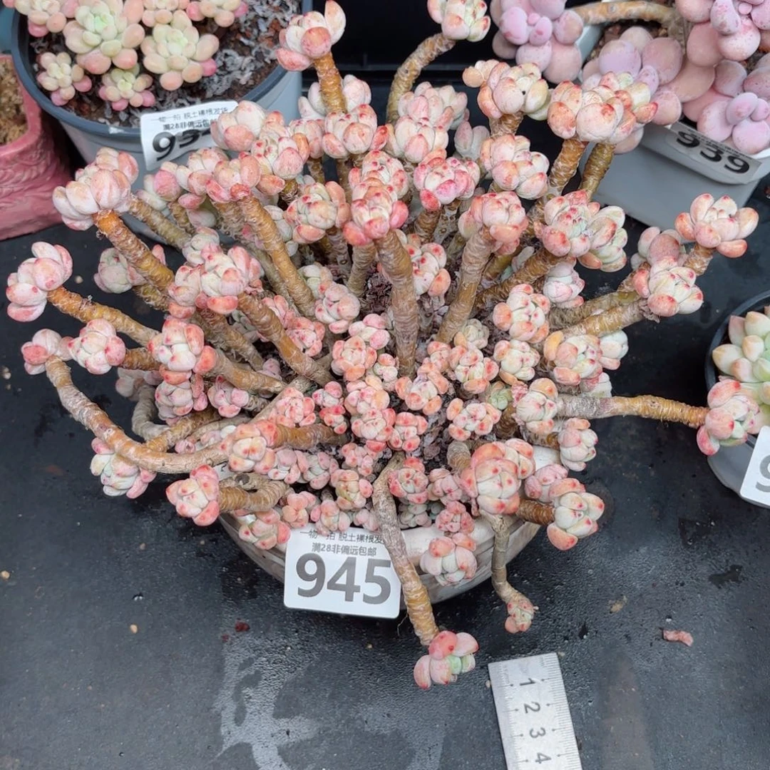 樱花罗绮无盆土发货