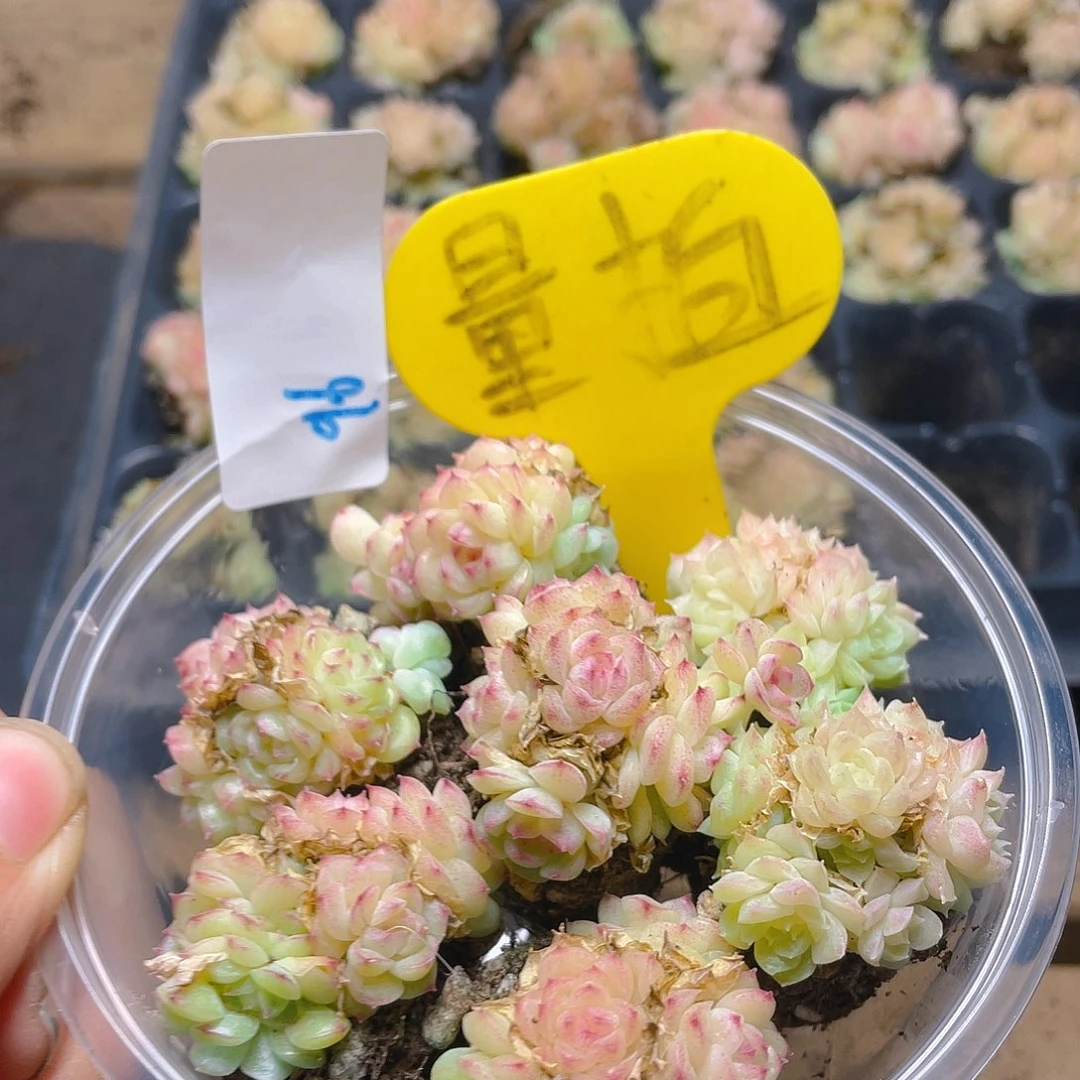 量拍多肉植物多肉植物96