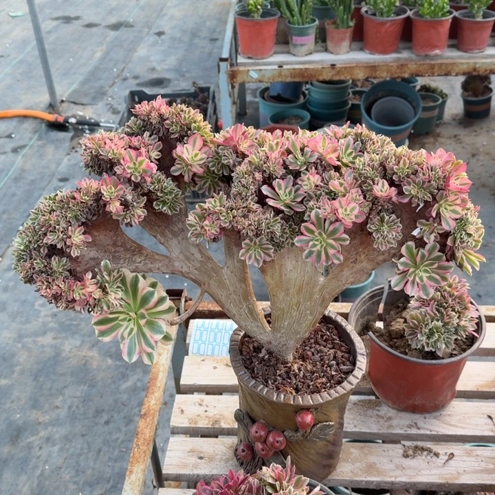 法师粉女许2555法师