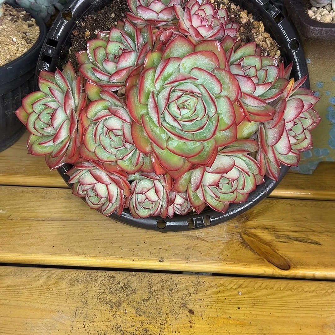 50牡丹亭。 多肉。