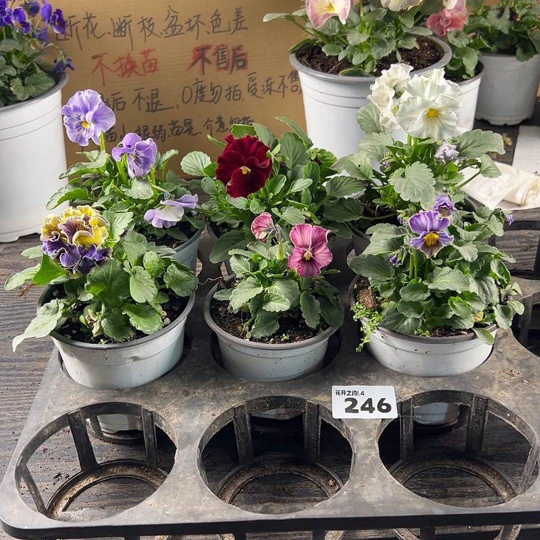 大部分花苞少量开放246号