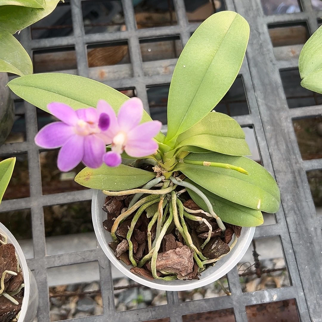 完全开放紫马丁拯救苗不售后