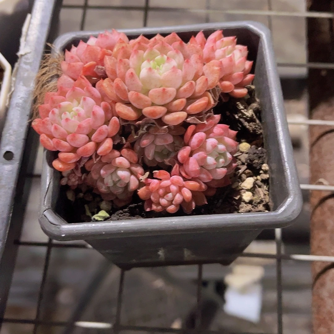 红秀娘多肉植物多头