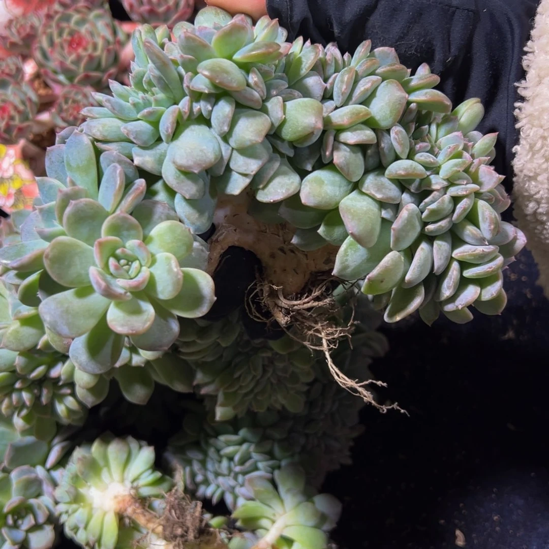 秋***枫草莓冰沙琥珀缀化