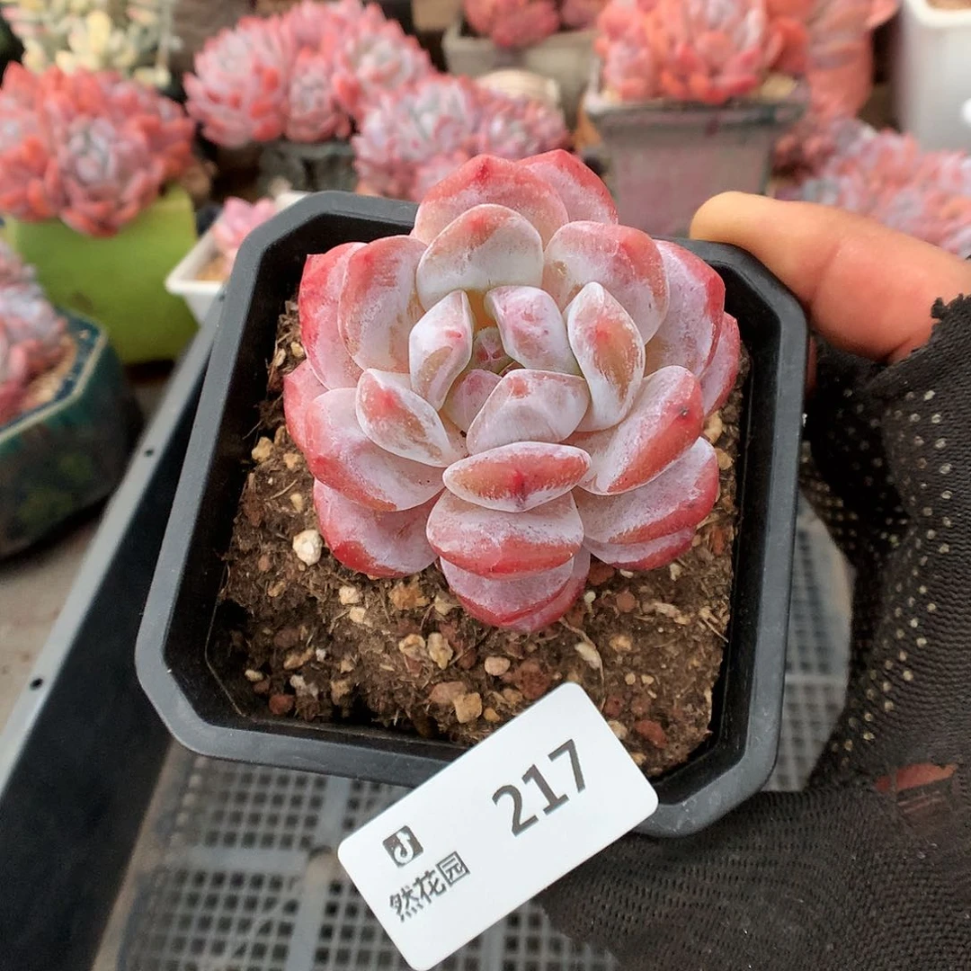 217冰橙多肉植物6666